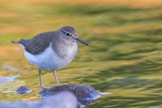 Common sandpiper, sandpiper (Actitis hypoleuco), biotope, habitat, foraging, Lesvos, Greece
