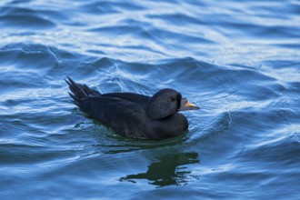 Common Scoter (Melanitta nigra) male, Mecklenburg-Western Pomerania, Germany