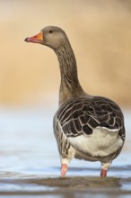 Greylag Goose (Anser anser), Rhineland-Palatinate, Germany