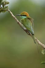 Green Bee-eater (Merops orientalis), Sri Lanka