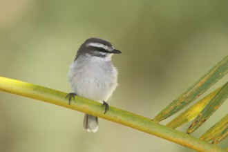 White-browed Robin (Poecilodryas superciliosa), Queensland, Australia