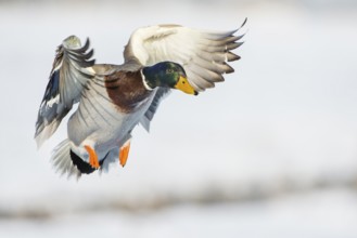 Mallard (Anas platyrhynchos) male flying, Lower Saxony, Germany
