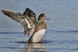 American Wigeon (Mareca americana) female, Arizona, USA