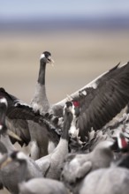 Common Crane (Grus grus), Aragon, Spain