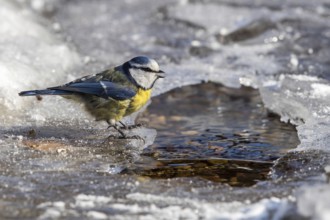 Eurasian Blue Tit (Cyanistes caeruleus) drinking at a little stream, Mecklenburg-Western Pomerania,