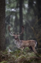 A strong fallow deer (Dama dama) leaves the rut, crossing a very photogenic part of the forest,