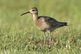 Little Curlew (Numenius minutus), Western Australia, Australia
