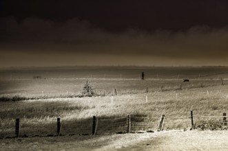 Winter walk with dog, Wesertal, Weser Uplands, Weserbergland, Hesse, Germany