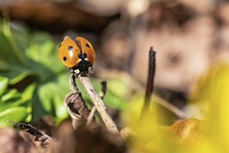 Ladybird on a branch in a close-up with blurred background and green leaves, A ladybird on a branch