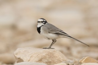 White Wagtail (Motacilla alba subpersonata), Morocco