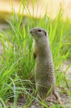 European ground squirrel (Spermophilus citellus) on a meadwo, Bavaria, Germany