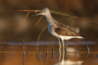 Common Greenshank (Tringa nebularia), Greece