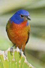 Painted Bunting (Passerina ciris) male, Florida, USA