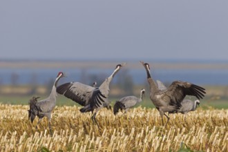 Common Crane (Grus grus) calling, Mecklenburg-Western Pomerania, Germany