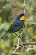 Purplish-mantled Tanager (Iridosornis porphyrocephalus) perched on a branch in the Andes Mountains
