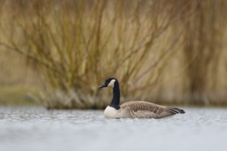 Canada Goose (Branta canadensis), North Rhine-Westphalia, Germany