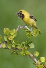 Orchard Oriole (Icterus spurius) perched on a branch with a moth in its beak, Texas, USA