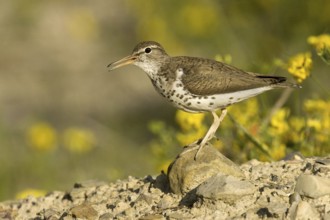 Spotted Sandpiper (Actitis macularius) male, Ohio, USA