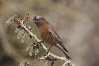 Grey-crowned Rosy Finch (Leucosticte tephrocotis), California, USA