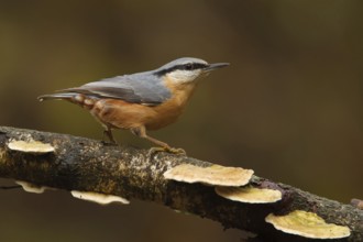 Eurasian Nuthatch (Sitta europaea), Utrecht, Netherlands