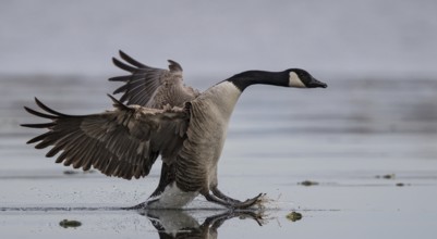 Canada Goose (Branta canadensis) landing on ice surface, Baden-Wuerttemberg, Germany