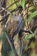 Zapata Wren (Ferminia cerverai) perched on a branch in Cuba