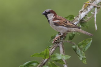 House Sparrow (Passer domesticus) perched on a branch in the Atlantic rainforest of southeast