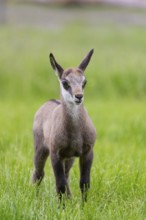 One young Chamois (Rupicapra rupicapra) standing on a fresh green meadow