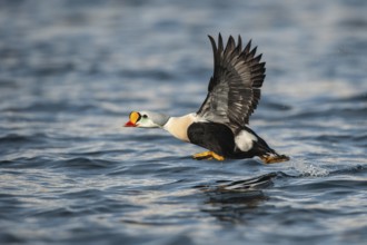 King Eider (Somateria spectabilis) male flying, Finnmark, Norway