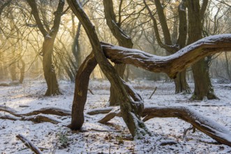 Winter in the jungle tree trail with ancient trees in the Ahlhorner Fischteiche nature reserve,