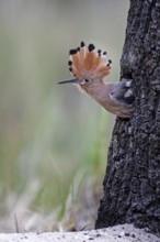 Eurasian Hoopoe (Upupa epops) juvenile peering out from nest cavity, Saxony-Anhalt, Germany