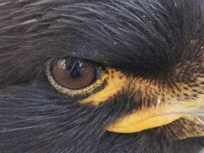 Detailed close-up of the eye of a black Falkland caracara (phalcoboenus australis) in captivity