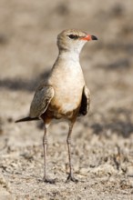 Australian Pratincole (Stiltia isabella), Western Australia, Australia