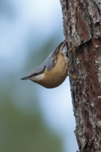 Eurasian Nuthatch (Sitta europaea) climbing a pinetree, Galicia, Spain