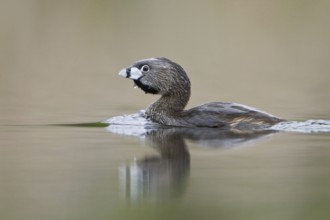 Pied-billed Grebe (Podilymbus podiceps), British Columbia, Canada