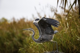 Grey heron (Ardea cinerea) Germany