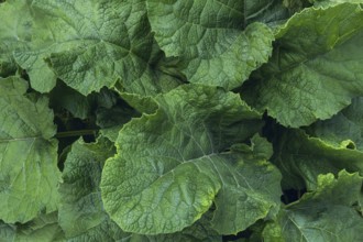 Detailed close-up shot of greater burdock leaves showing vibrant green texture and natural vein