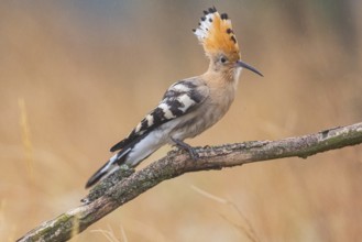 Hoopoe (Upupa epopa) Hungary