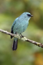 Verditer Flycatcher (Eumyias thalassinus) male, Selangor, Malaysia