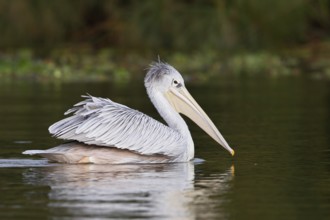 Pink-backed Pelican (Pelecanus rufescens), Lake Naivasha, Kenya
