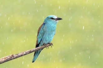 European Roller (Coracias garrulus) perched on a branch in the rain, Subotica, Serbia