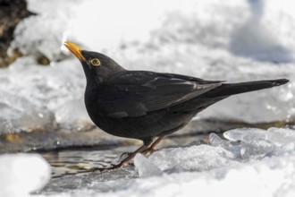 Common Blackbird (Turdus merula) male drinking in an icy creek, Mecklenburg-Western Pomerania,