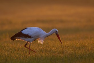 White Stork (Ciconia ciconia) foraging, North Rhine-Westphalia, Germany