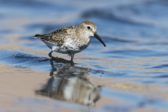 Dunlin (Calidris alpina) foraging, Eilat, Israel