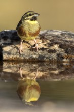 Cirl Bunting (Emberiza cirlus) male, Castile and Leon, Spain