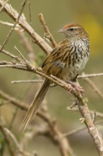 New Zealand Fernbird (Megalurus punctatus), New Zealand