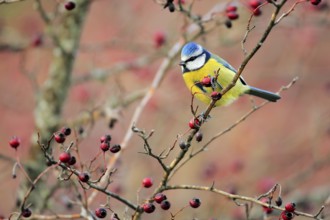 Eurasian Blue Tit (Cyanistes caeruleus) perched on a branch, Andalusia, Spain