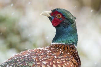Common Pheasant (Phasianus colchicus) male, Lower Saxony, Germany