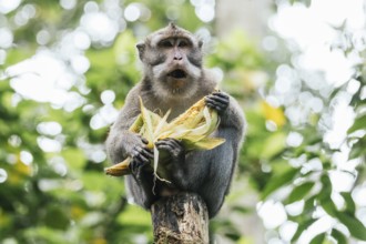 A monkey perches on a tree, savoring an ear of corn amidst lush greenery in Bali. The image