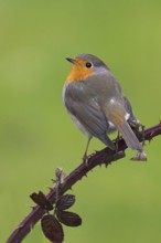 European Robin (Erithacus rubecula), Berlin, Germany
